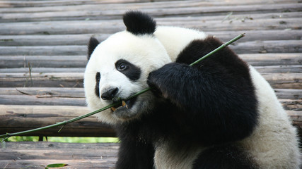 giant panda in china 