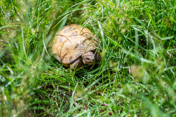 tortuga Rusa en livertad buscando comida entre las hierbas.