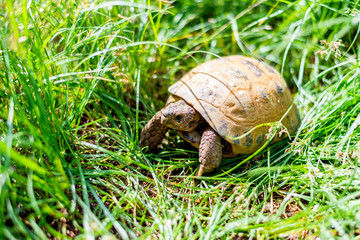 tortuga Rusa en livertad buscando comida entre las hierbas.