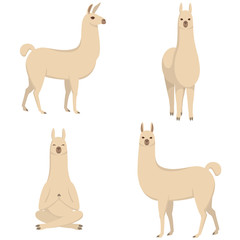 Vector set of llamas in different poses. Cute animals in cartoon style.
