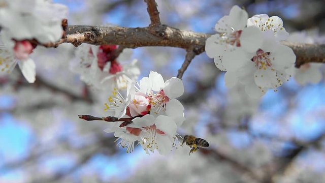 Bee on apricot tree flower collect pollen in slow motion. Spring and bloosom nature scene.