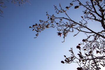 京都ぶらり、蕾のシモクレン