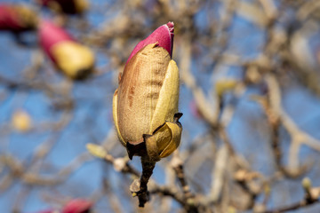京都ぶらり、蕾のシモクレン