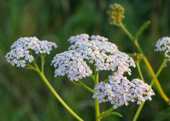Close up view of the Common yarrow (Achillea millefolium) with light pink flowers, selective focus. Floral background or wallpaper, medicinal herbs concept © Natalia Baran