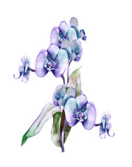 Fototapeta na wymiar Watercolor Illustration of Orchid.