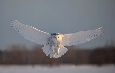 Raamstickers Snowy owl (Bubo scandiacus) prepares to land in the snow in Ottawa, Canada © Jim Cumming