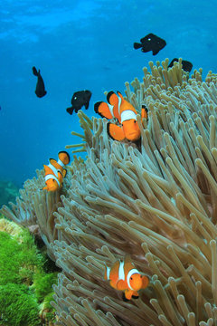 Naklejki Clownfish. Clown Anemonefish. Fish and anemone on coral reef 