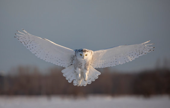 Snowy owl (Bubo scandiacus) prepares to land in the snow in Ottawa, Canada