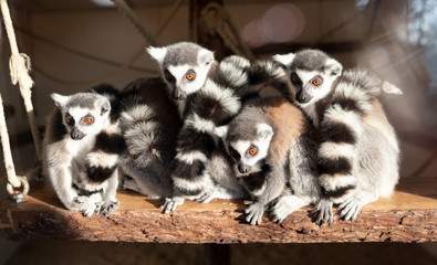 Group of ring tailed lemur enjoying the sun