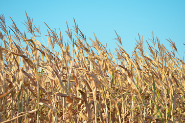 Dry corn field with blue sky background