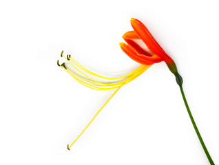 flower isolated on white background