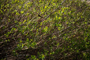 Spring background with bright green leaves of bush