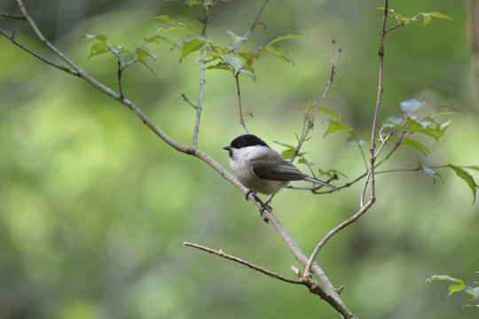 Willow tit perching on a branch