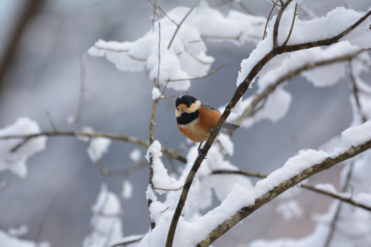 Varied tit perching on a snowy branch