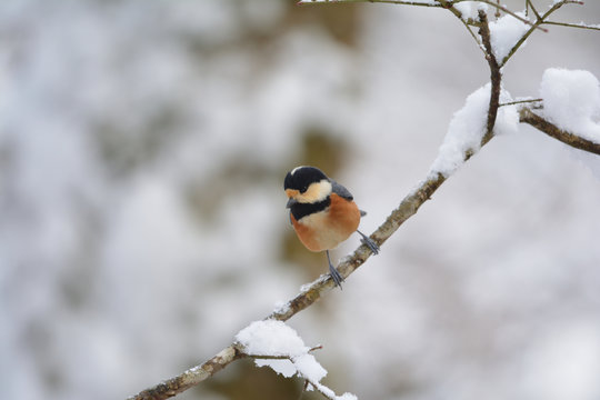 Varied tit perching on a snowy branch