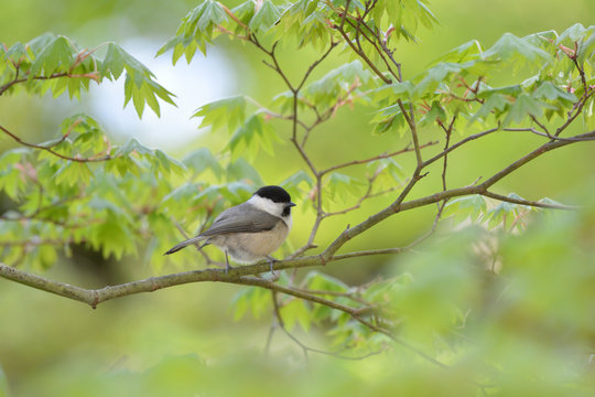 Willow tit perching on a branch