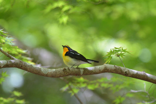 Narcissus Flycatcher perching on a branch