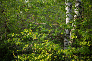 Obraz premium Spring background with bright green leaves of birch
