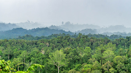 beautiful panorama of hilly dense rain forest in Borneo