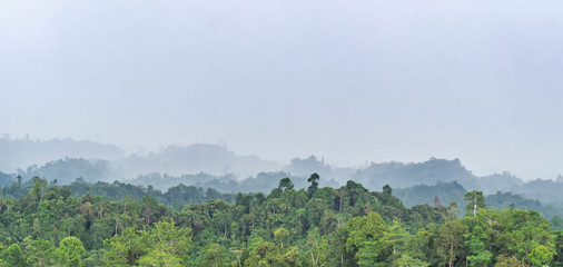 beautiful panorama of hilly dense rain forest in Borneo