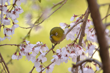 White-eye perching on cherry blossoms on a spring day