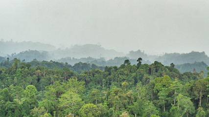 beautiful panorama of hilly dense rain forest in Borneo - 330964971