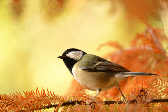 Autumn leaves of  Bald cypress and Japanese tit