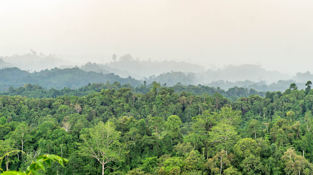 beautiful panorama of hilly dense rain forest in Borneo