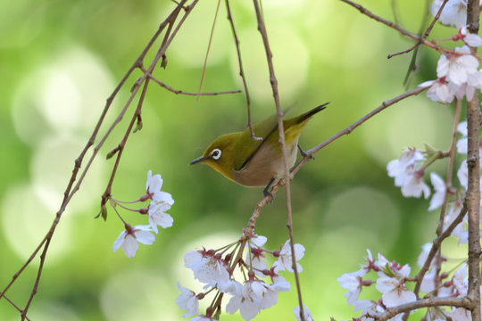 White-eye perching on cherry blossoms on a spring day