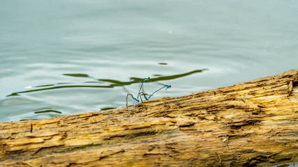 Pairs of blue damselflies on the wood 