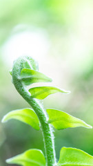 bud of fern with blurred background