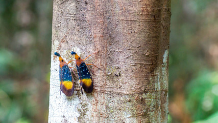 Borneo Lantern Fly, lantern bug, insect on the bark of the tree