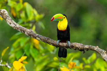 Ramphastos sulfuratus, Keel-billed toucan The bird is perched on the branch in nice wildlife natural environment of Costa Rica