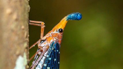 Borneo Lantern Fly, lantern bug, insect on the bark of the tree © hilmawan nurhatmadi