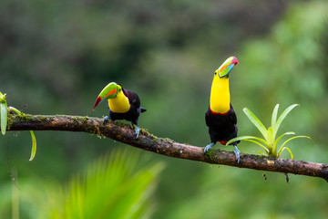 Ramphastos sulfuratus, Keel-billed toucan The bird is perched on the branch in nice wildlife natural environment of Costa Rica