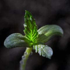 Macro image of a small cannabis sprout