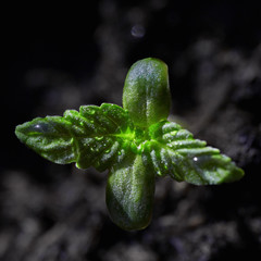 Macro image of a small cannabis sprout