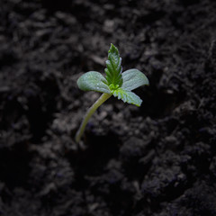 Macro image of a small cannabis sprout