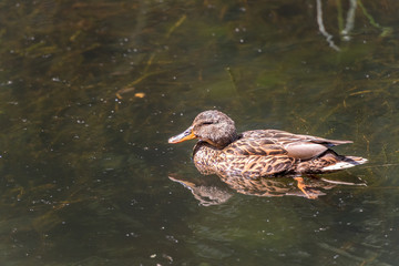 A duck is swimming in a lake