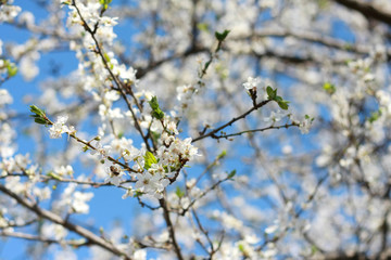 Closeup spring plum blooming background. Blossom. Blooming fruit tree. Spring plum blossom.