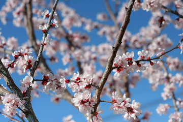Closeup spring apricot blooming background. Blossom. Blooming fruit tree. Spring apricot blossom.