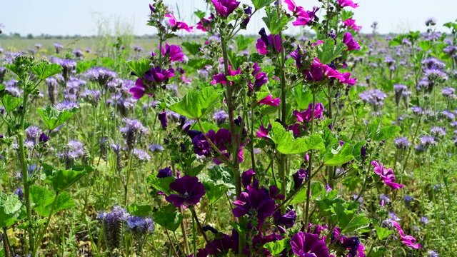 Blumen am Feldrand