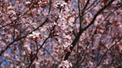 cherry blossom