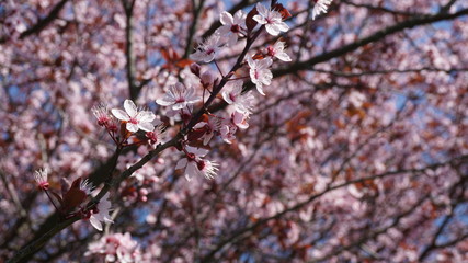 cherry blossom