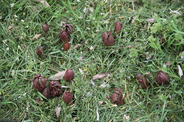 Emerging peony growing leaves during springtime