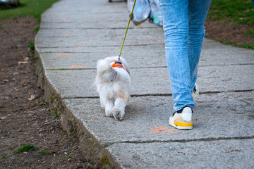 A rear view man ties, leashes or leads white small dog. It is walking through the road way. It wears a leather collar. Take a walk in village. Public park. Owner wears jeans..