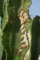 Cactus cierge touchés par des tâches de nécrose.