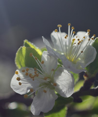 Closeup of beautiful plum blossoms in full splendor and blurred background