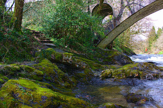 stairs and brodge and river in forest