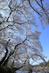 桜の風景